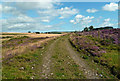 Bellmuir track