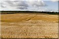 Field of wheat by the A1107