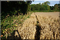 Path towards Black Hill Lane