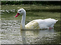 SD4314 : Coscoroba Swan at Martin Mere by David Dixon