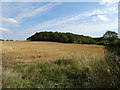 Stubble field towards Whitehill Wood