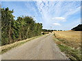 Track towards Ten Acre Wood