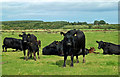 Cattle near Craigellie