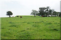 Cattle below a reservoir