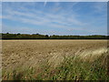 Field towards Little Bendysh Wood