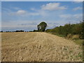 Stubble field and hedgerow