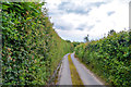 East Devon : Country Lane