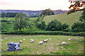 ST1703 : East Devon : Grassy Field & Sheep by Lewis Clarke