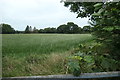 Grassy field, south of Gilwern Isaf