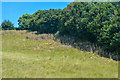 Watchet : Grassy Field