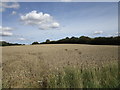 Wheat field off Stanion Road