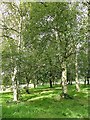 A row of trees on Lingdale Golf Course