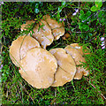 NH8520 : Fungi by Anne Burgess