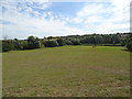 Grazing near Somerton Hall