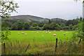 Sheep pasture, Coulter Mains