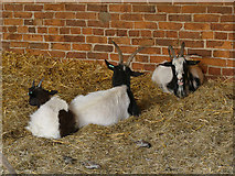 SE3532 : Temple Newsam farm - goats by Stephen Craven
