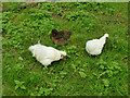 SE3532 : Temple Newsam farm - rare breed hens by Stephen Craven
