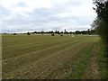 Field with bales off Bede Road, Whepstead