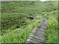 Boardwalk and footbridge on the Pembrokeshire Coast Path