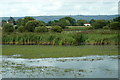 ST4540 : Marshes from the Avalon Hide, Ham Wall by Mike Pennington