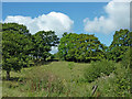 Pasture and trees north-east of High Lane, Cheshire