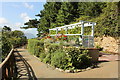 Vine in Haulfre Gardens