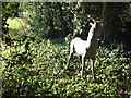 Deer sculpture