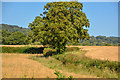 Lydeard St Lawrence : Grassy Field