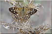 TL6300 : Fryerning, St. Mary's Church: Area laid aside for nature, Speckled Wood butterfly 1 by Michael Garlick