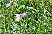 TL6300 : Fryerning, St. Mary's Church: Area laid aside for nature, Large White butterfly 2 by Michael Garlick