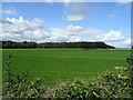 Grassland, Wickeytree