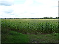 Maize crop near Hales