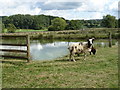 Sheep near fishing pond