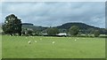 SH8830 : Sheep grazing south of Dolfawr by Christine Johnstone