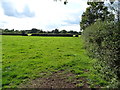 Grazing and hedgerow, Woodseaves