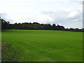 Grassland towards woodland, Little Bridgeford