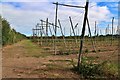 Hop field by Brenley Lane