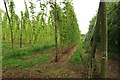 Hop field near Hickmans Green