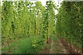 Hop field near Hickmans Green