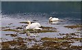 NN0777 : Swans on Loch Eil by Bill Kasman