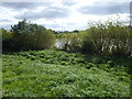 Looking across the River Trent