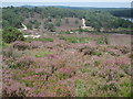 On Frensham Common