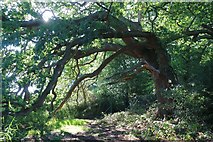 SU4808 : Tree near River Hamble by Oast House Archive
