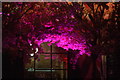 View of illuminated blossom at the entrance to a bar in Leake Street Tunnel