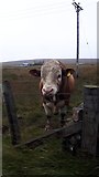 HP6208 : Large bull at Gerdie, Baltasound by Mike Pennington