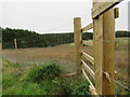 Forest fencing near Lightfield in the Scottish Borders