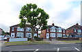 Large tree and houses on Vicarage Road