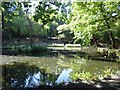 Pine Pond in Lesnes Abbey Woods