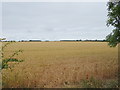 Cereal crop off Highworth Road (B4000)