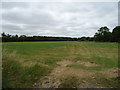 Grassland near the Childrey Brook